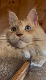 Maine Coon con pedigree