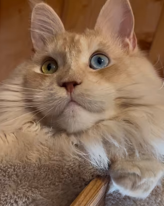Maine Coon con pedigree