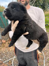 Pastore Asia centrale