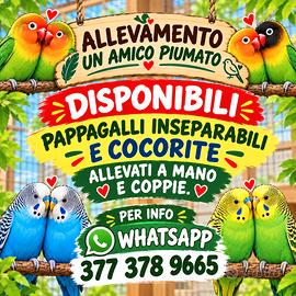 Pappagalli inseparabili e cocorite
