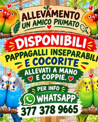Pappagalli inseparabili e cocorite