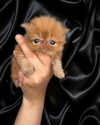 Gatti Persiani ed Exotic Shorthair a