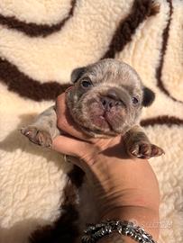 Bulldog francese
