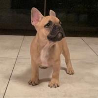 Bulldog francese cucciolo