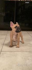Bulldog francese cucciolo