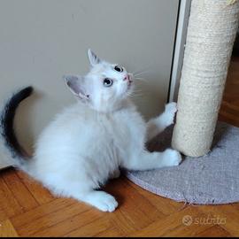 Ultima gattina siamese tabby