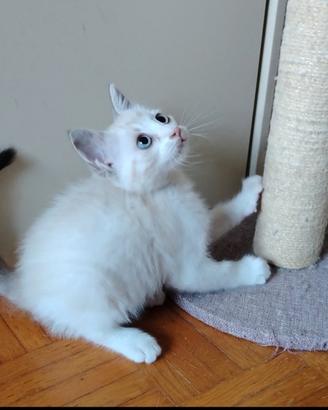 Ultima gattina siamese tabby