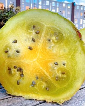 "Semi" Citrullus lanatus var. citroides