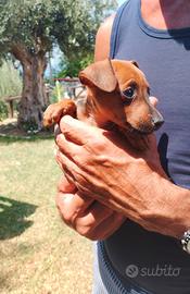 Pinscher di due mesi
