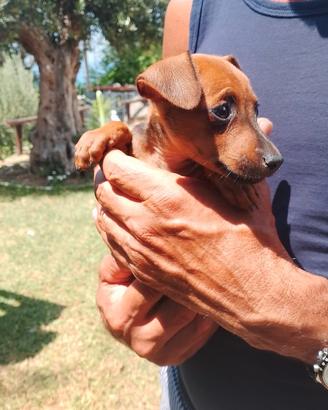 Pinscher di due mesi