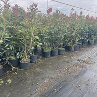 Piante di photinia