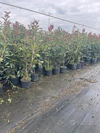 Piante di photinia