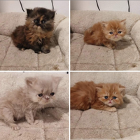 Cuccioli gatti persiani