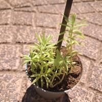  pianta grassa sedum mexicanum