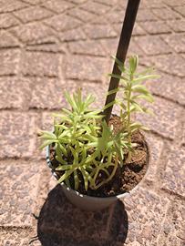  pianta grassa sedum mexicanum