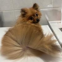 Spitz Di Pomerania Nano