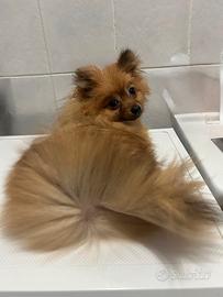 Spitz Di Pomerania Nano