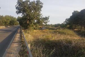 16 ettari di pascolo fronte S.P. ACQUAVIVA DELLE F