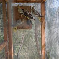 Calopdite e kakariki