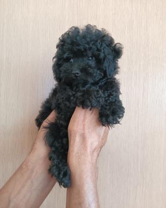 Barboncino Toy maschio