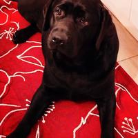 Labrador femmina nera