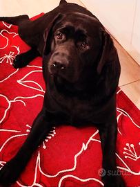 Labrador femmina nera