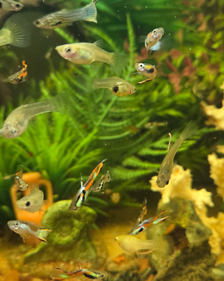 Endler