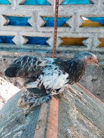 Due galletti brahma perniciato argento