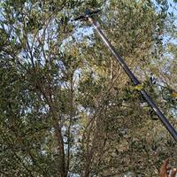 pago subito olive sul albero mi occupo di tutto 