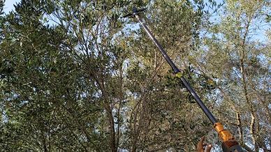 pago subito olive sul albero mi occupo di tutto 