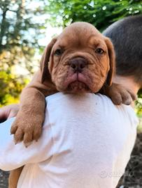 Dogue de Bordeaux Pedigree Enci