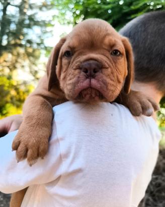 Dogue de Bordeaux Pedigree Enci