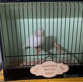 Coppie canarini gloster