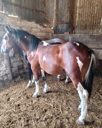 Cavallo puledro