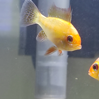 Ciclide nano di Ramirez pesce