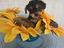 Immagine 5