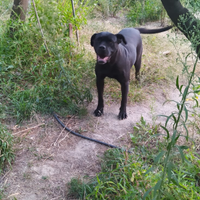 Cane Corso femmina