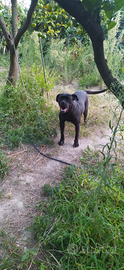 Cane Corso femmina