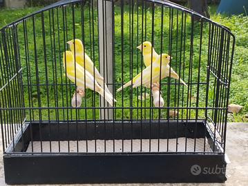 Canarini Razza Spagnola Maschi Novelli 2025 FOI