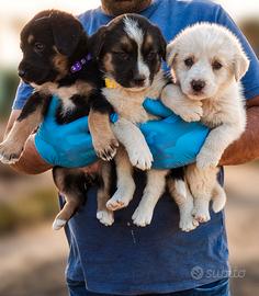Cuccioli sono taglia media