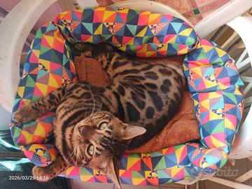 Gatto del Bengala maschio