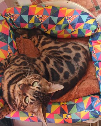 Gatto del Bengala maschio