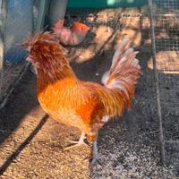 Gallo padovano camoscio