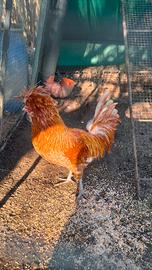 Gallo padovano camoscio