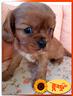 cuccioli-di-cavalier-king-charle