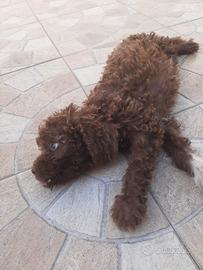Lagotto Romagnolo 