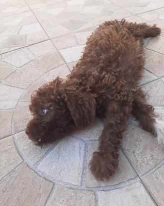 Lagotto Romagnolo 