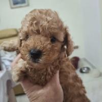 Cuccioli di Barboncino Toy