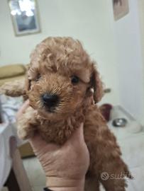 Cuccioli di Barboncino Toy