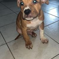 Cuccioli pitbull